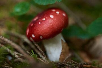 Wall Mural - Fly agaric mushroom in the forest