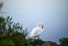 Lonely White Swan Preening Plumage On Lakeshore