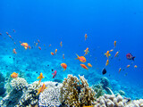 Fototapeta Fototapety do akwarium - A school of bright red fish in the coral reef of the Red Sea