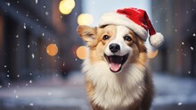 Christmas Corgi Dog On Festive Christmas Light Bokeh Street Background