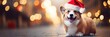banner Christmas corgi dog on festive christmas light bokeh street background copyspace.