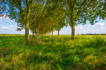 Wall Mural - Sunflowers in a green grassy field along trees in bright sunlight at fall, Almere, Flevoland,  Netherlands, September, 2023