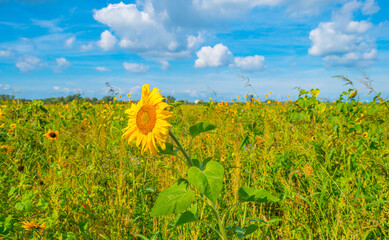 Wall Mural - Sunflowers in a green grassy field along trees in bright sunlight at fall, Almere, Flevoland,  Netherlands, September, 2023