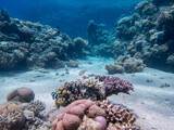Fototapeta Do akwarium - Colorful inhabitants in the coral reef of the Red Sea