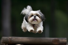 Funny Shih Tzu Dog Jumping At Nature