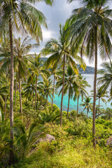 Wall Mural - Scenic tropical vertical landscape with palm trees grove and view on turquoise sea water from the landscaped place in jungle of Koh Tao island in Thailand. John-Suwan