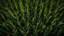 Aerial View Of Corn Field, AI Generated Image