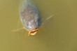 Large carp surfacing in a small pond