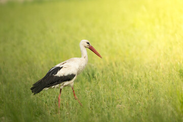 Wall Mural - Bird White Stork Ciconia ciconia hunting time early spring in Poland Europe