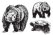 Graphical set of grizzly bears isolated on white background ,vector illustration. 