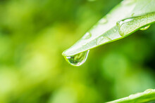Rain Water Drop On Green Leaf Closeup Natural Background