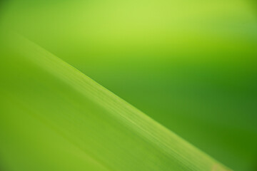Wall Mural - nature of green leaf in garden at summer. natural green leaves plants using as spring background cov