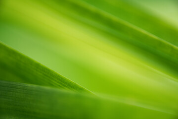 Nature of green leaf in garden at summer. Natural green leaves plants using as spring background cover page environment ecology or greenery wallpaper.