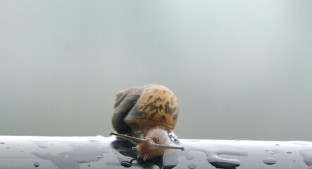 snail on a green leaf