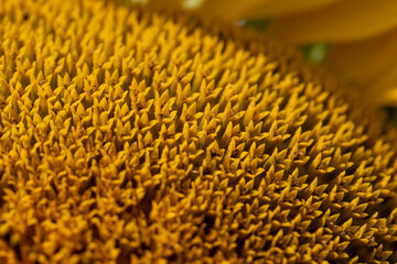 Wall Mural - agricultural field with sunflowers in the summer