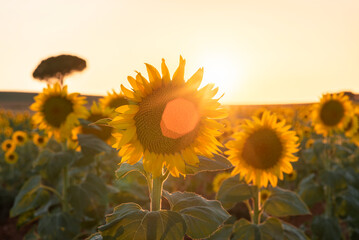 sunflower field with sky