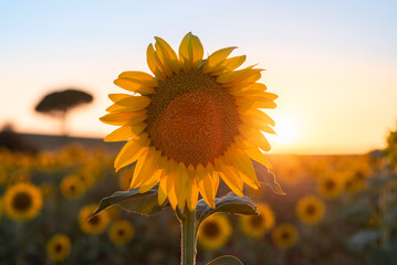 sunflower of the sky