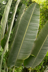 Wall Mural - Lush green leaves of Banana palm plant in tropical greenhouse