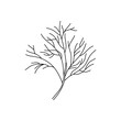 Floral doodle dill doodle icon. Garden plant. Hand drawn illustration isolated on white background