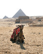 panoramic portrait of a camel or dromedary sitting on the sand in the middle of the desert. In the background you can see the Pyramids of Giza, including Cheops, Chephren and Mykerinos and mastabas.