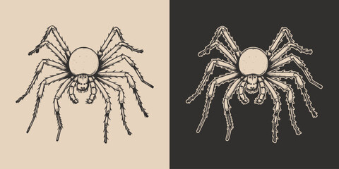 Vintage retro Halloween spider insect. Monochrome Graphic Art. Vector. Hand drawn element in engraving. style