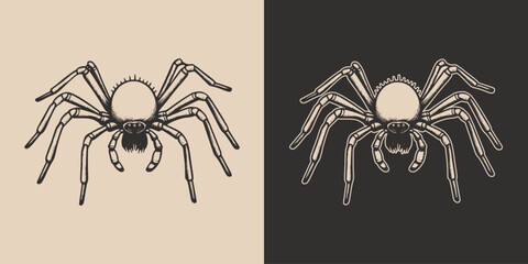 Vintage retro Halloween spider insect. Monochrome Graphic Art. Vector. Hand drawn element in engraving. style