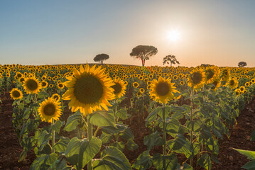 field of sunflowers sunflower landscape