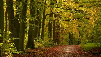 Wall Mural - Beautiful tree lane in autumn, branches with colorful foliage hanging over a scenic path in a park or forest and moving in the wind
