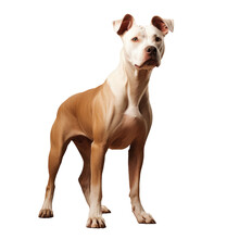 Studio Portrait Of A Rescue Pit Bull Type Dog Standing Looking Forward Against A Beige Background