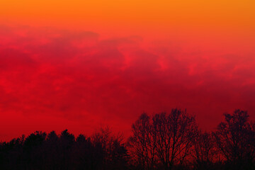 Wall Mural - trees silhouette against a setting sun.red sunset and sunrise.