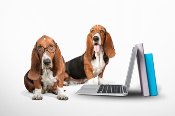 Poster - Dog ordering online using laptop