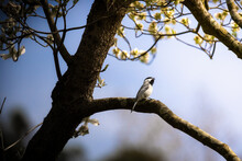 Carolina Chickadee Perched On A Branch Singing