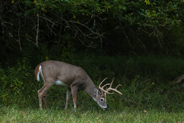 buck eating clover