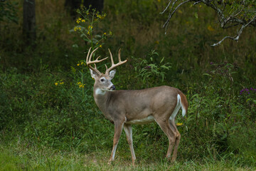 Wall Mural - buck looking back over shoulder