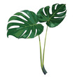 Green leaves of a tropical plant. Monstera leaves on a white background. Vector botanical illustration.