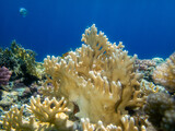 Fototapeta Do akwarium - Fabulously beautiful underwater life of a coral reef in the Red Sea