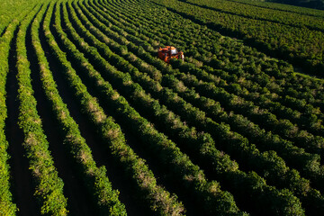 Wall Mural - Aerial view of coffee mechanized harvesting in Brazil.