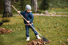 A Little Boy Rakes Fallen Leaves In The Backyard.