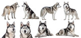 Fototapeta Zwierzęta - Husky dog puppy, many angles and view portrait side back head shot isolated on transparent background cutout, PNG file