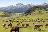 Fototapeta  - herd of sheep in mountain pastures in Central Asia
