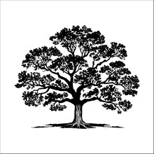 Silhouette Of Oak Tree Black Color Vector Illustration Isolated On White 