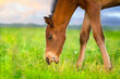 Colt grazing in spring pasture