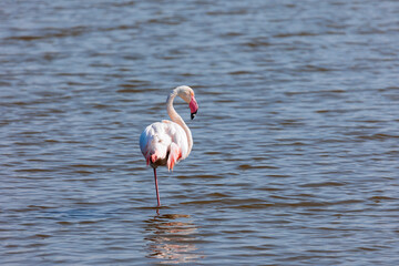 Wall Mural - A  greater flamingo  standing in the water near Aigues-Mortes in the wetlands of Camarque