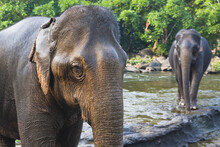 Elephants Being Bathed In The River; Tad Lo, Laos