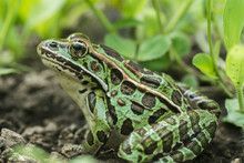 Leopard Frog; Ontario, Canada