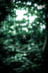 Spider and its Web