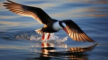 An Image Of A Black Skimmer Gracefully Gliding Low Over The Water