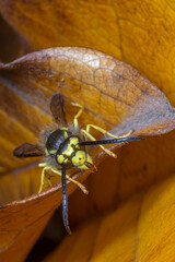 Wall Mural - close up of hornet sitting on leaf