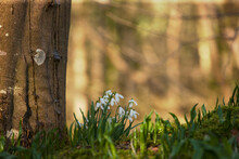 Snowdrops (Galanthus) Blossoming At The Base Of A Tree; Gatehouse Of Fleet, Dumfries, Scotland