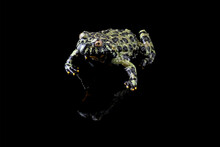 Oriental Fire Bellied Toad, Fire Belly Toad Isolated On Black, Bombina Orientalis